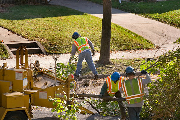 Middletown, OH Tree Removal and Landscaping Services Company